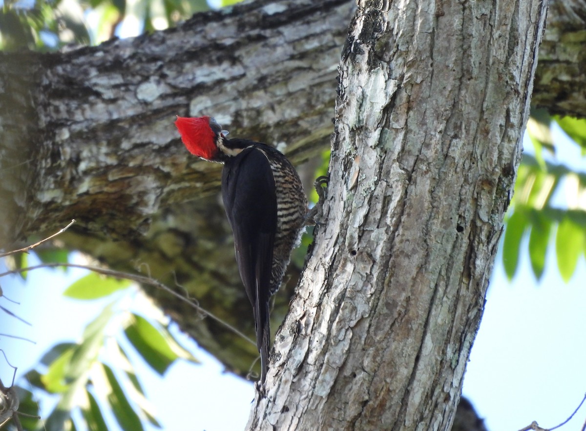 Lineated Woodpecker - ML643902573