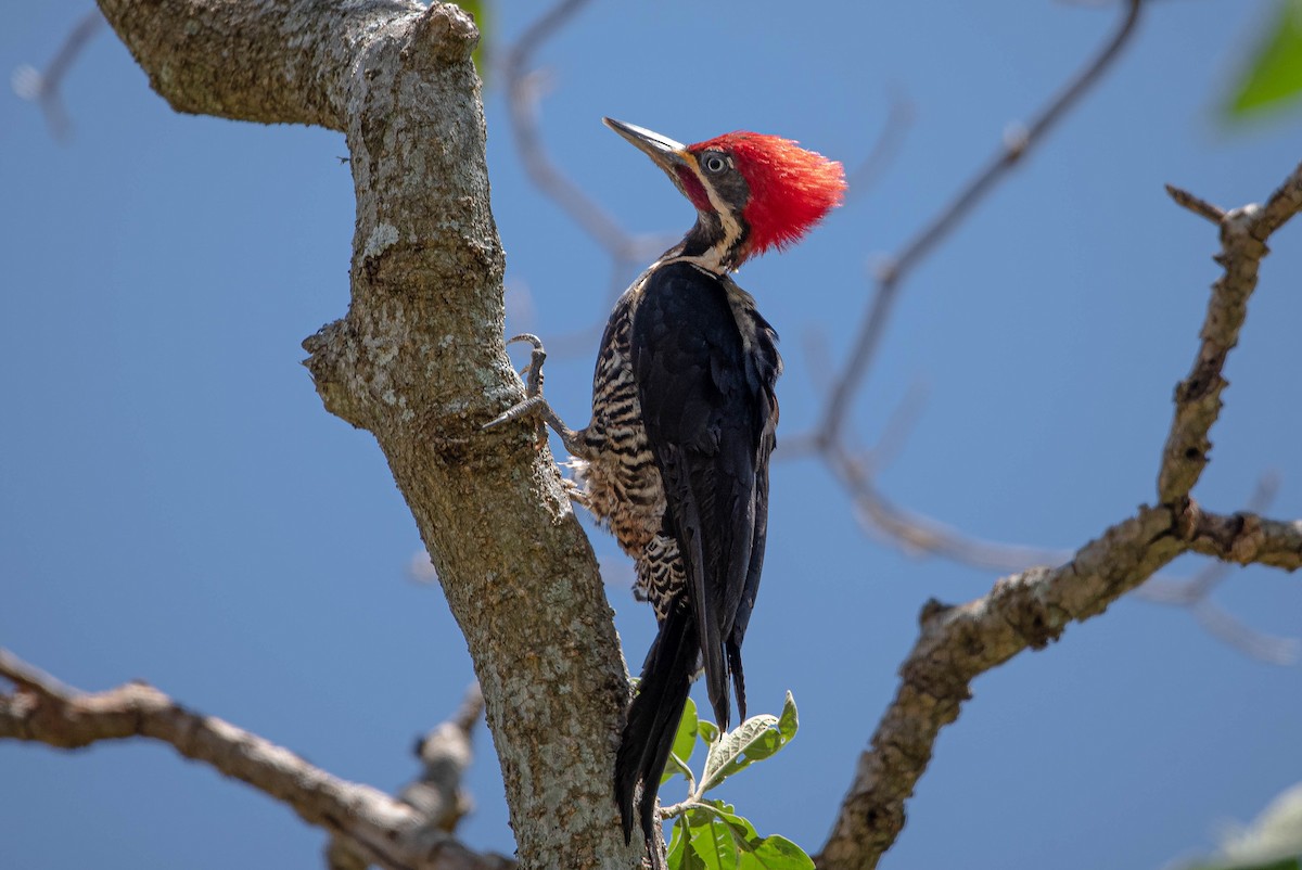 Lineated Woodpecker - ML643902578