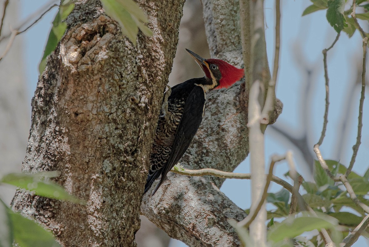 Lineated Woodpecker - ML643902580
