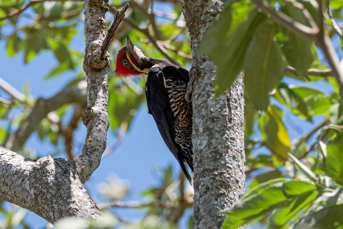 Lineated Woodpecker - ML643902581