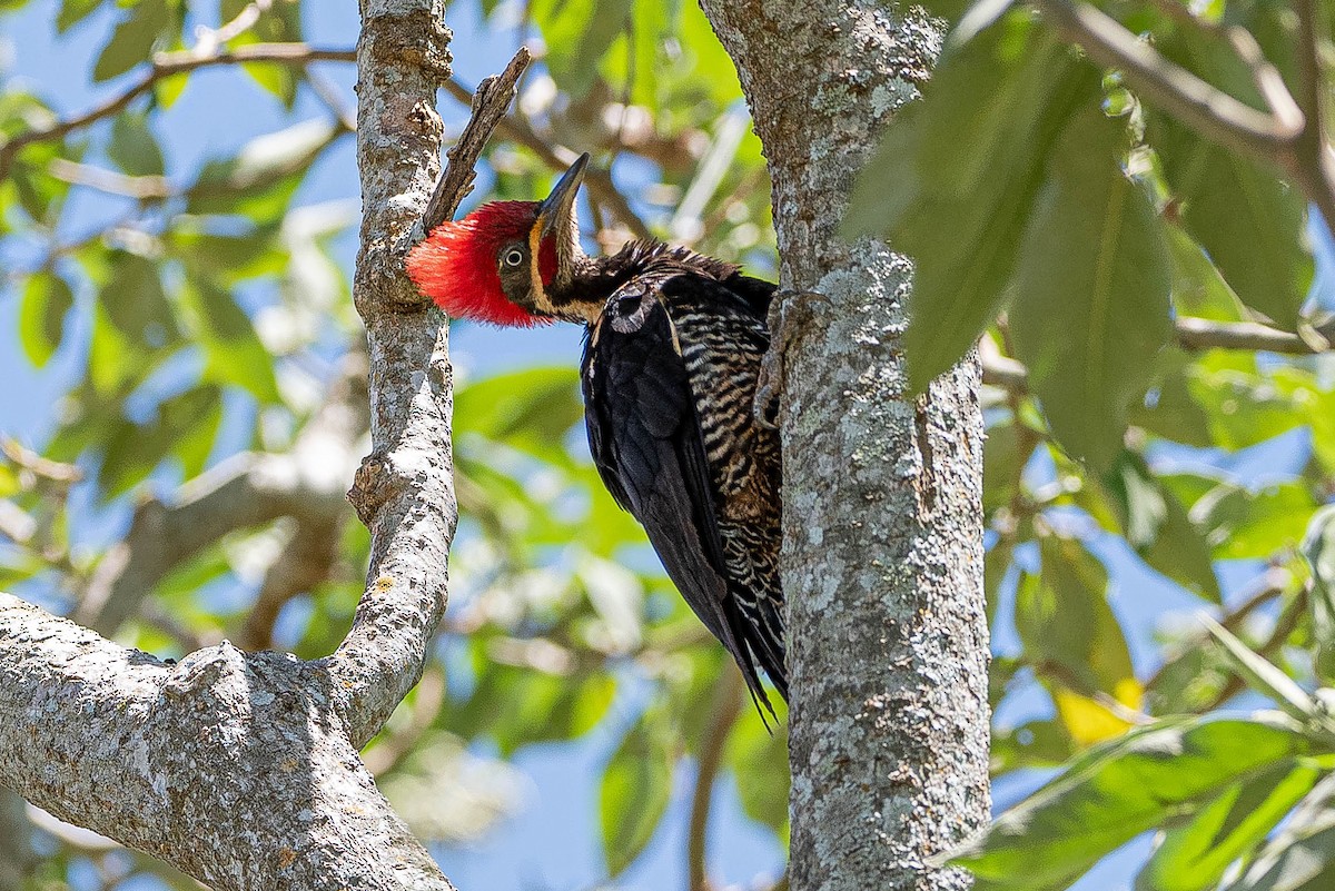 Lineated Woodpecker - ML643902583