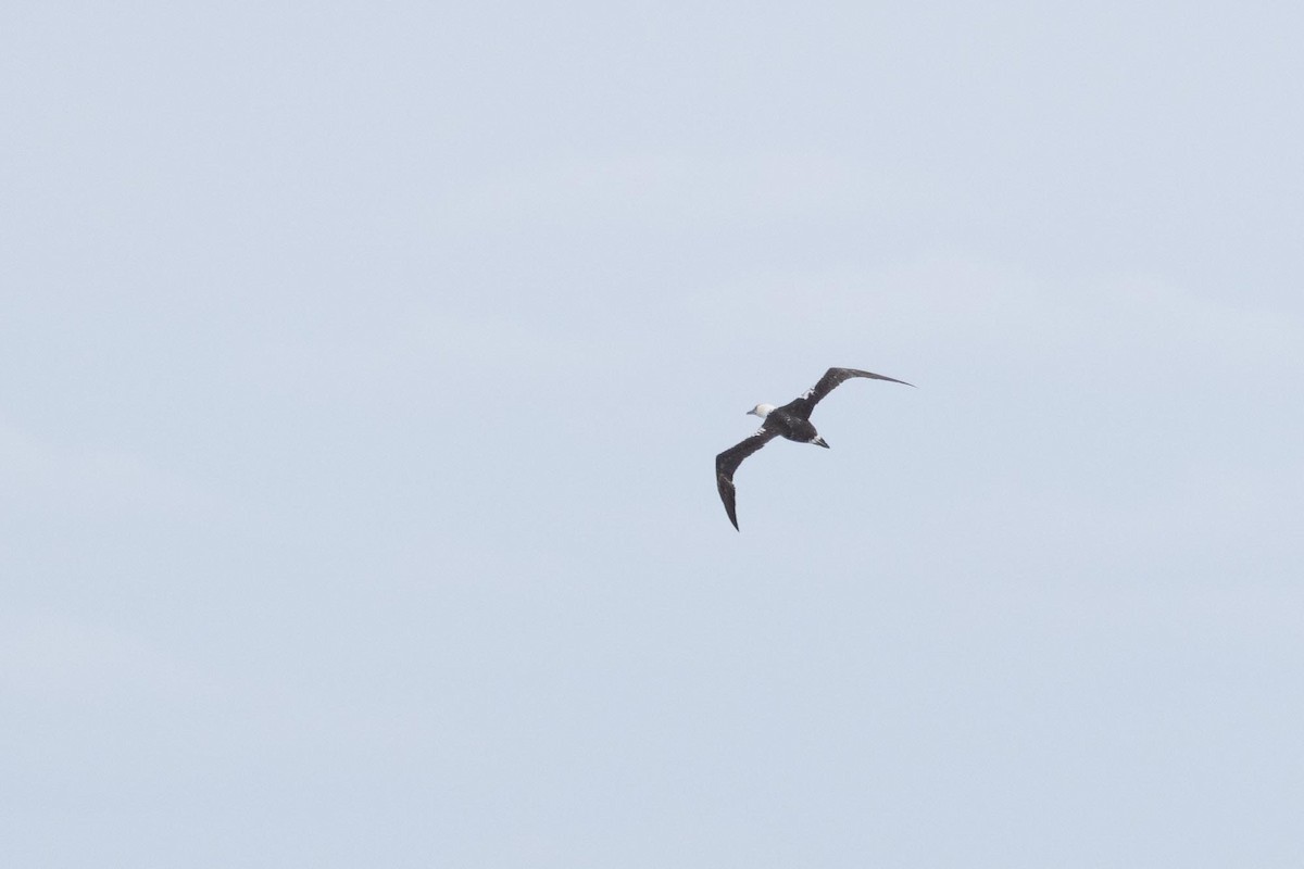 Northern Gannet - ML643902590