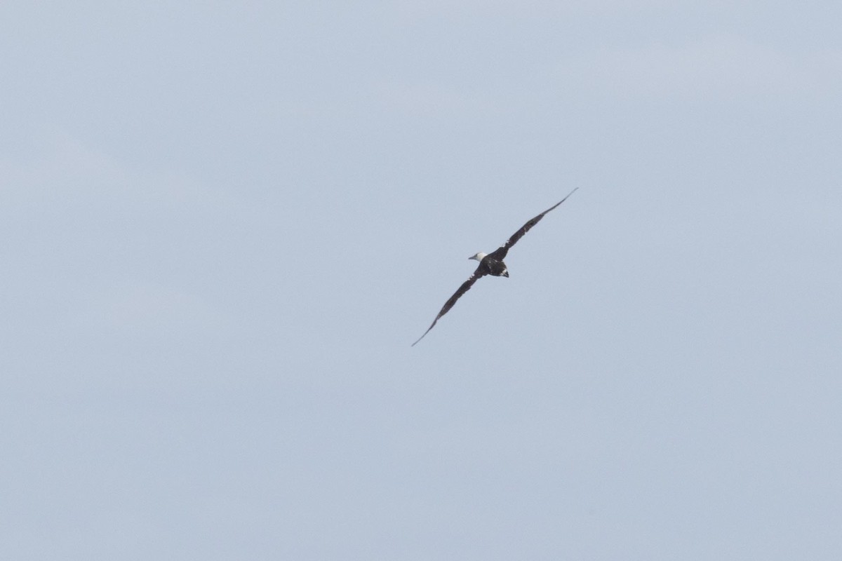 Northern Gannet - ML643902591