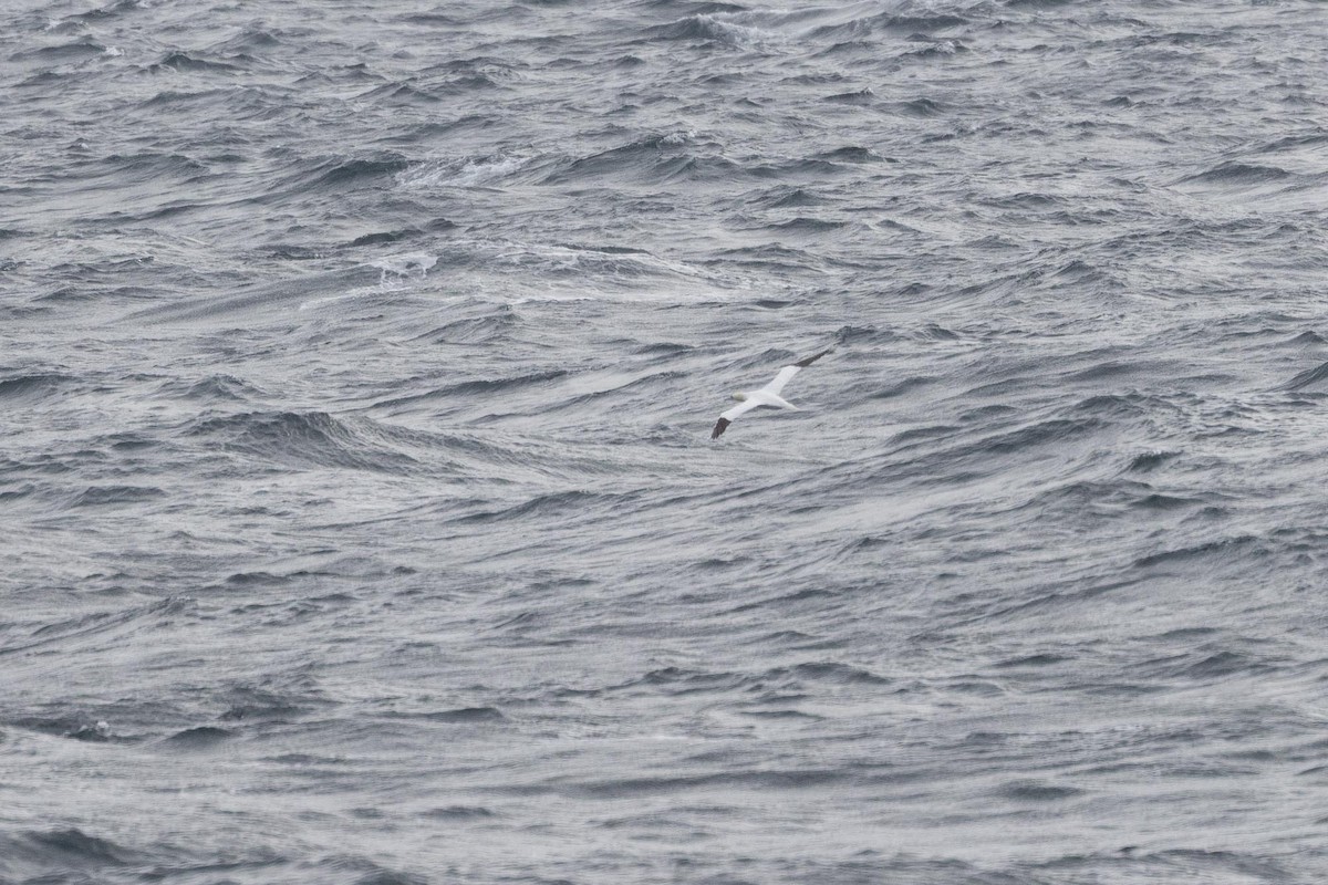 Northern Gannet - ML643902592