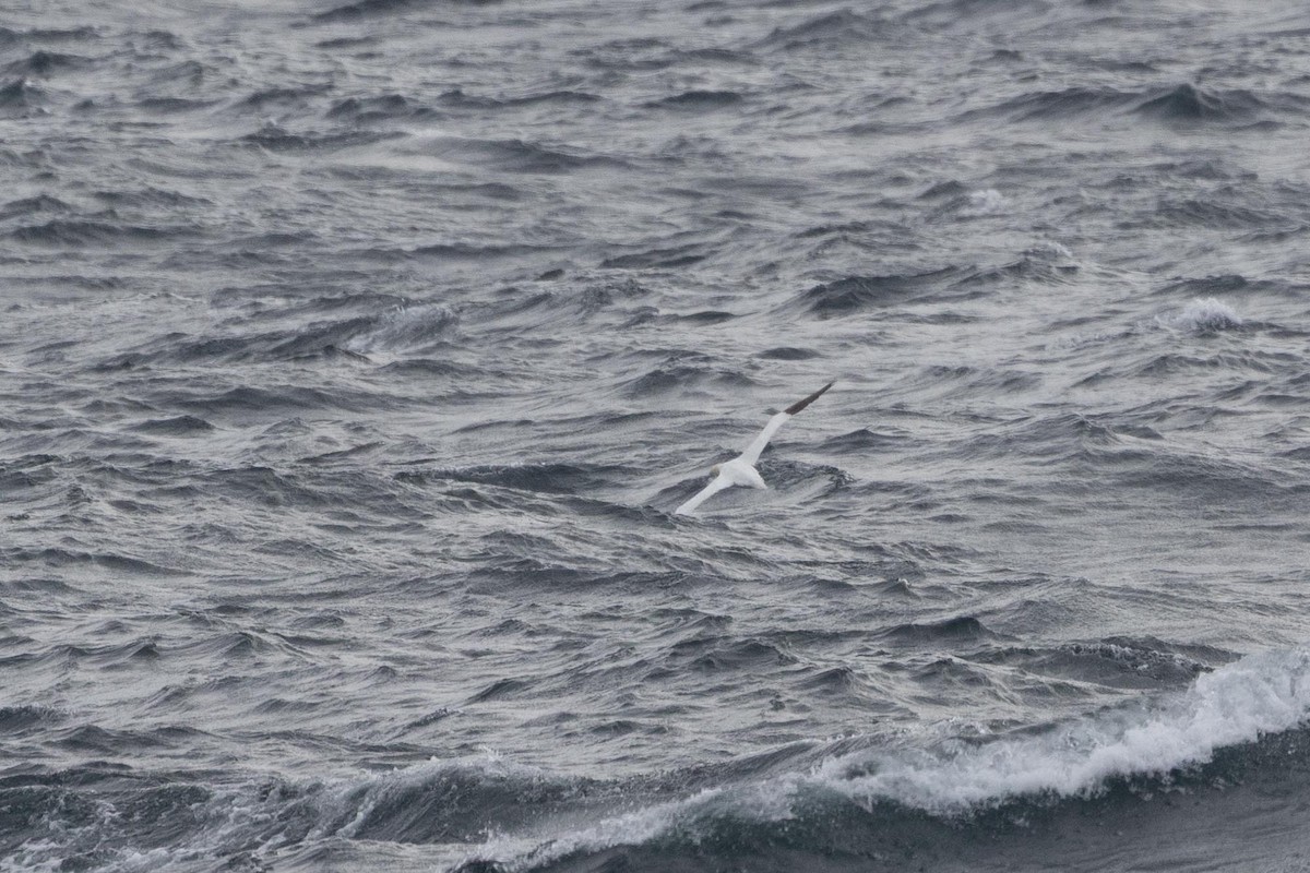 Northern Gannet - ML643902593