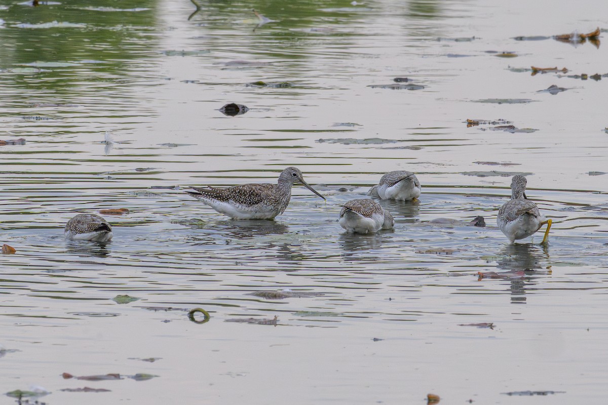 Greater Yellowlegs - ML643902595