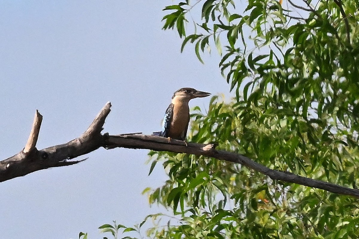 Blue-winged Kookaburra - ML643902612