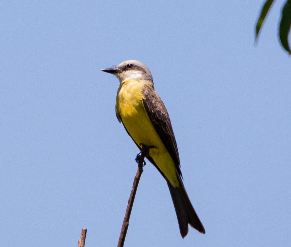 White-throated Kingbird - ML643902626
