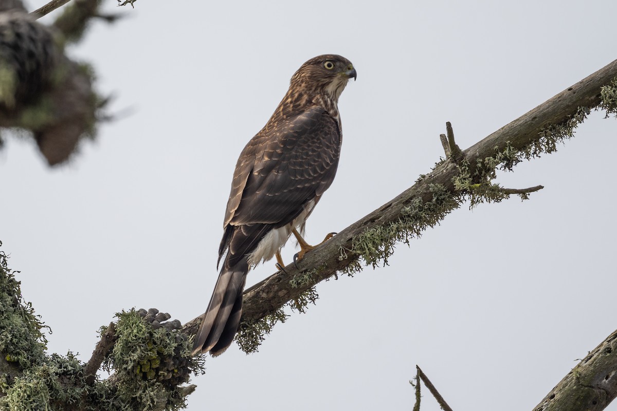 Cooper's Hawk - ML643902628