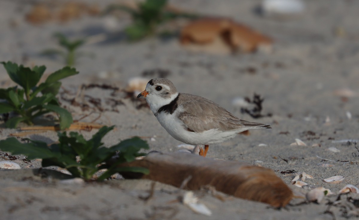 Piping Plover - ML643902629