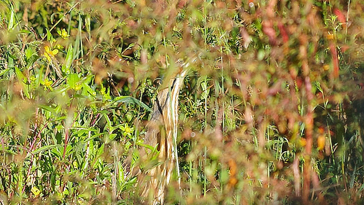 American Bittern - ML643902634