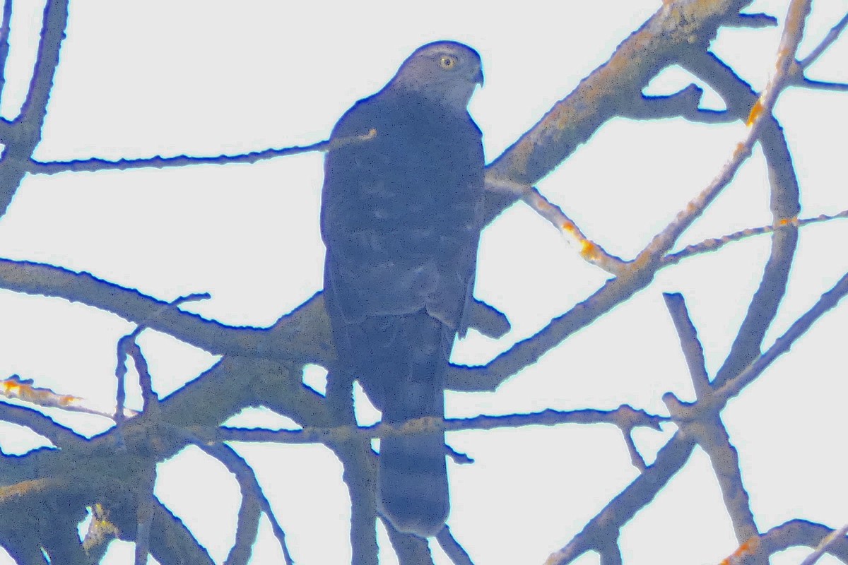 Sharp-shinned Hawk - ML643902641