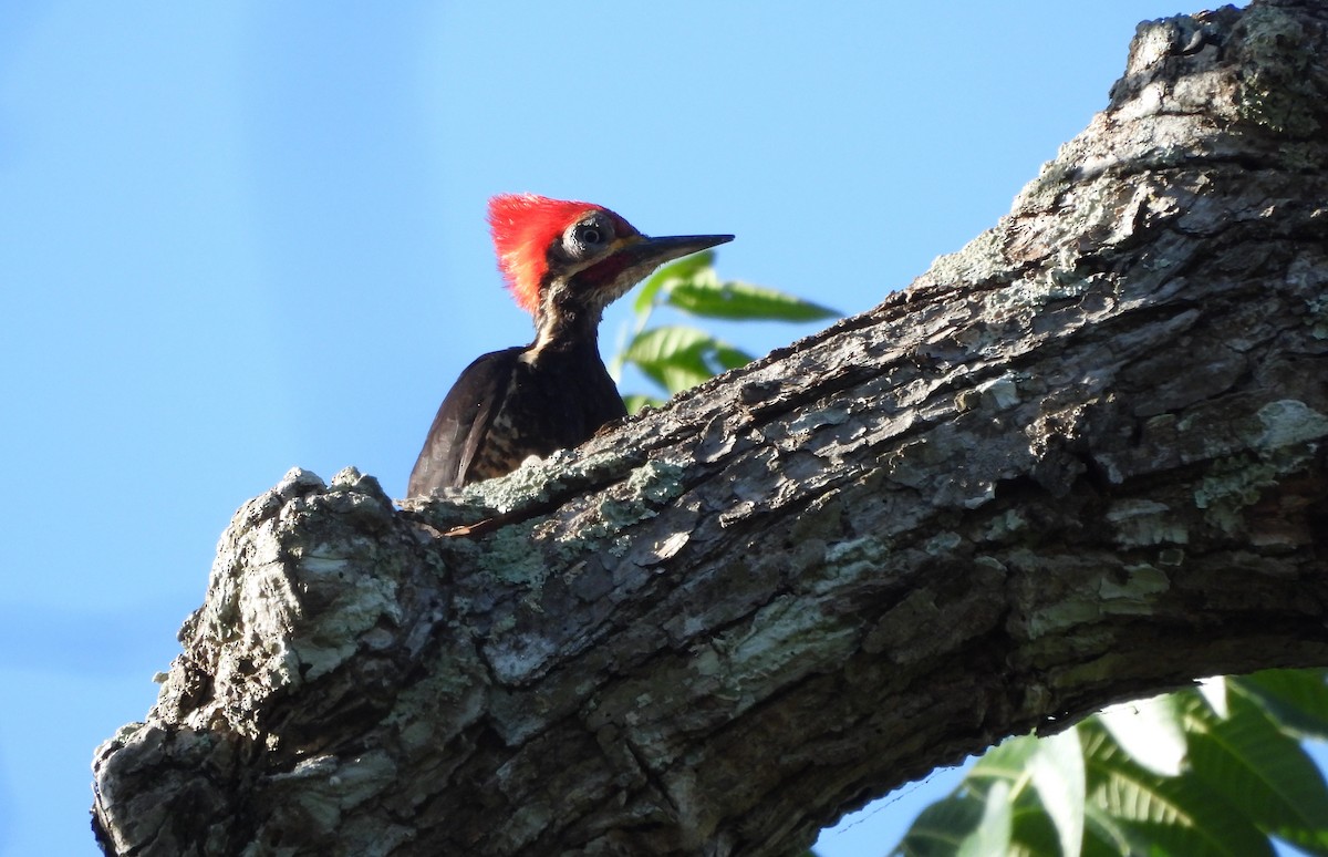 Lineated Woodpecker - ML643902645