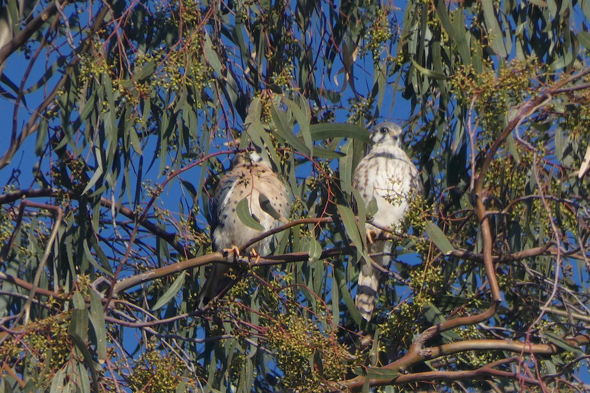 American Kestrel - ML643902653