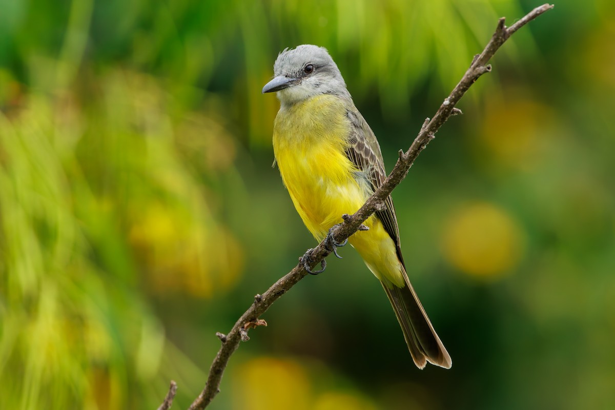 Tropical Kingbird - ML643902660