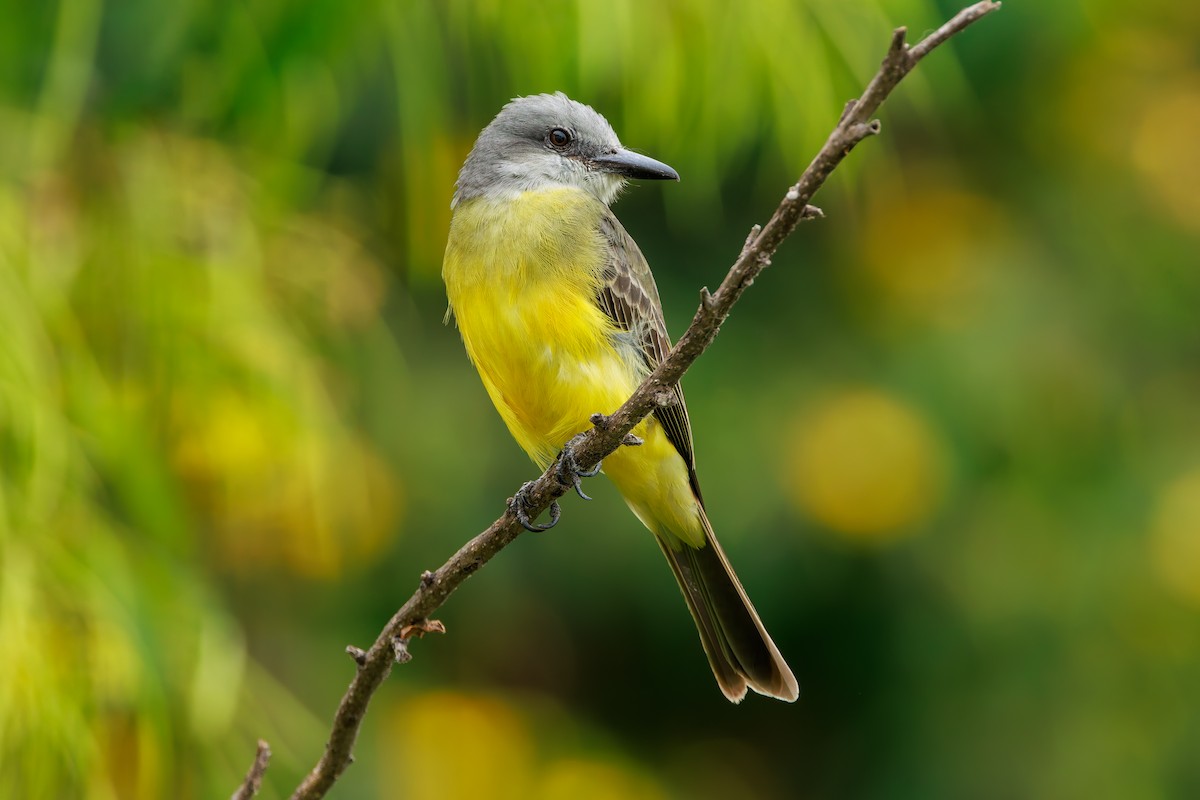 Tropical Kingbird - ML643902661