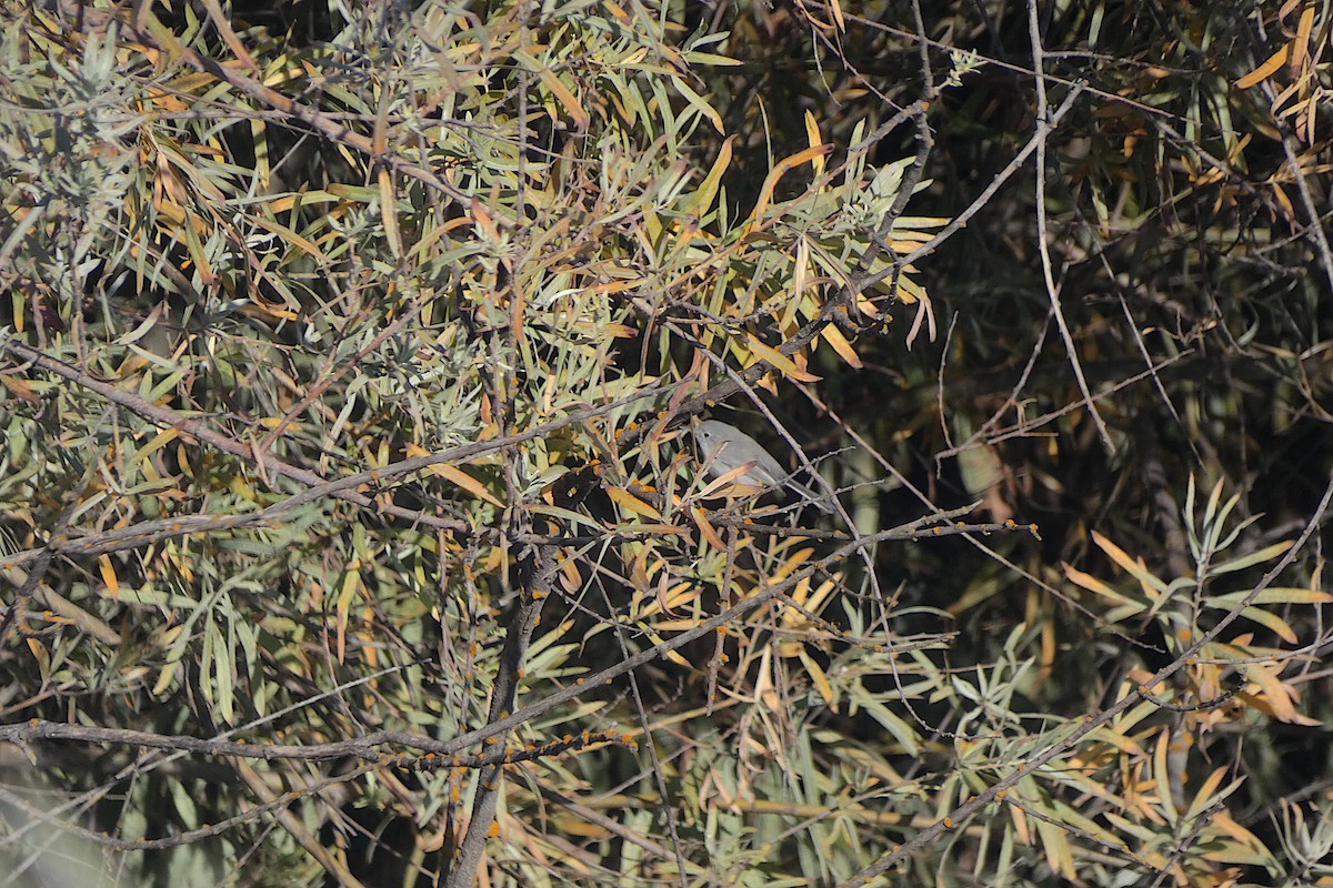Blue-gray Gnatcatcher - ML643902664