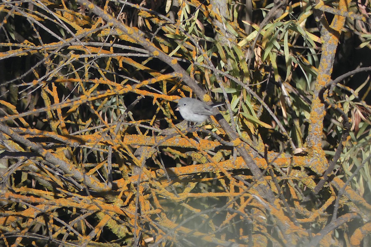 Blue-gray Gnatcatcher - ML643902665