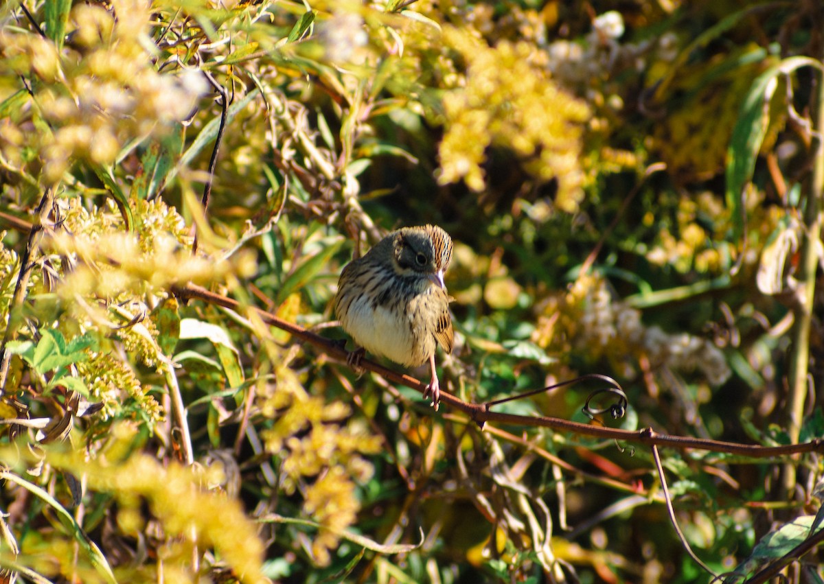 Lincoln's Sparrow - ML643902666