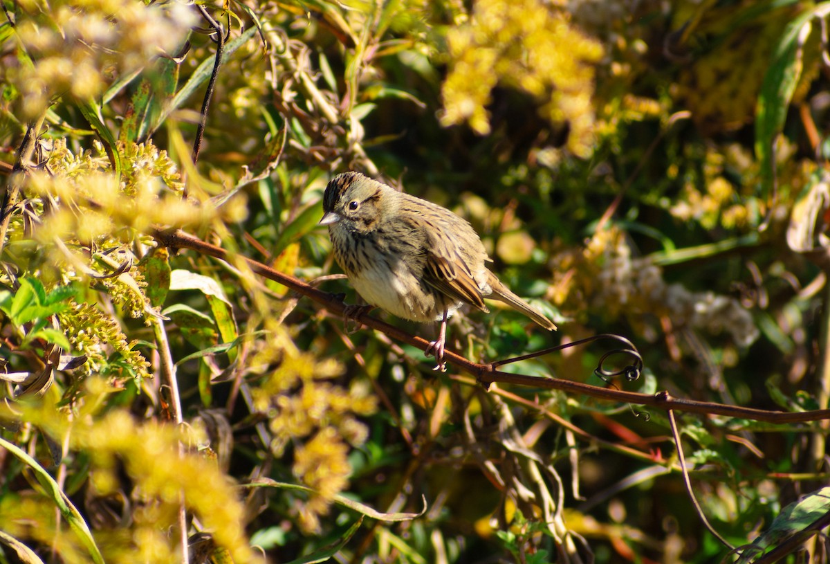 Lincoln's Sparrow - ML643902667