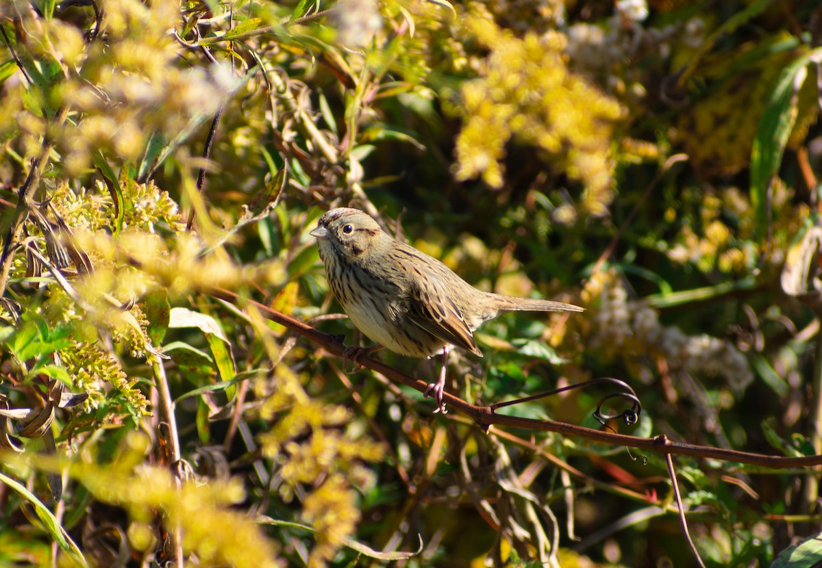 Lincoln's Sparrow - ML643902668