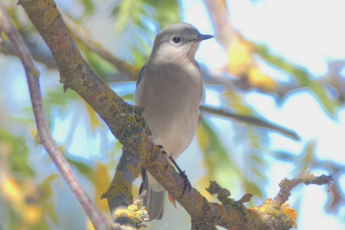 Mountain Bluebird - ML643902669