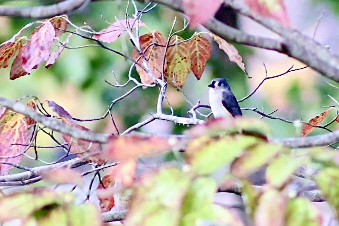 Tufted Titmouse - ML643902670