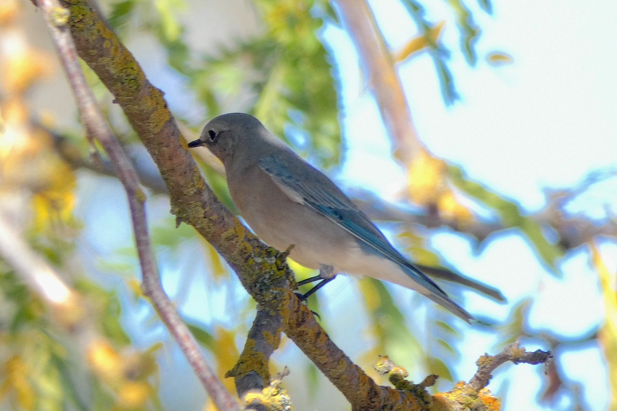 Mountain Bluebird - ML643902672