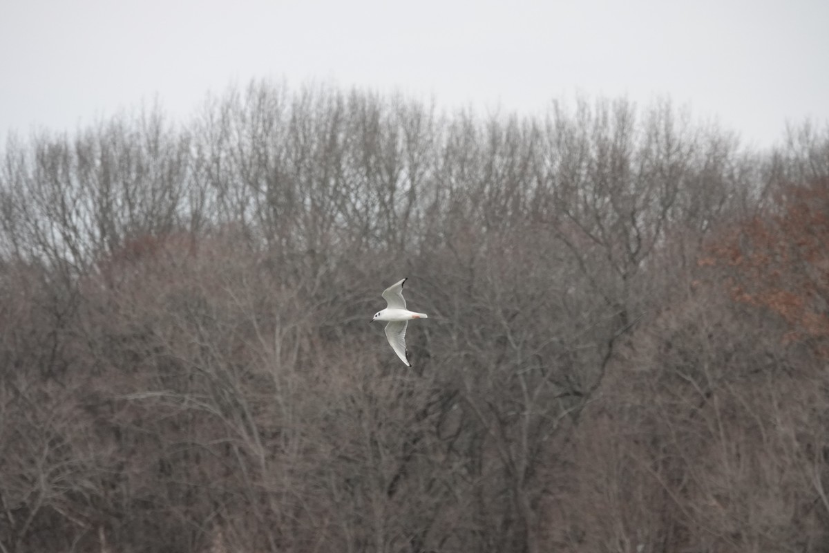 Bonaparte's Gull - ML643902684