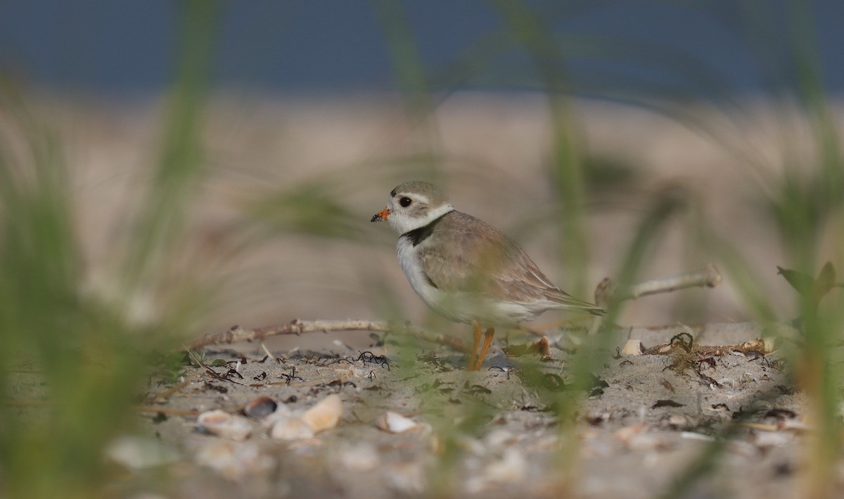 Piping Plover - ML643902694
