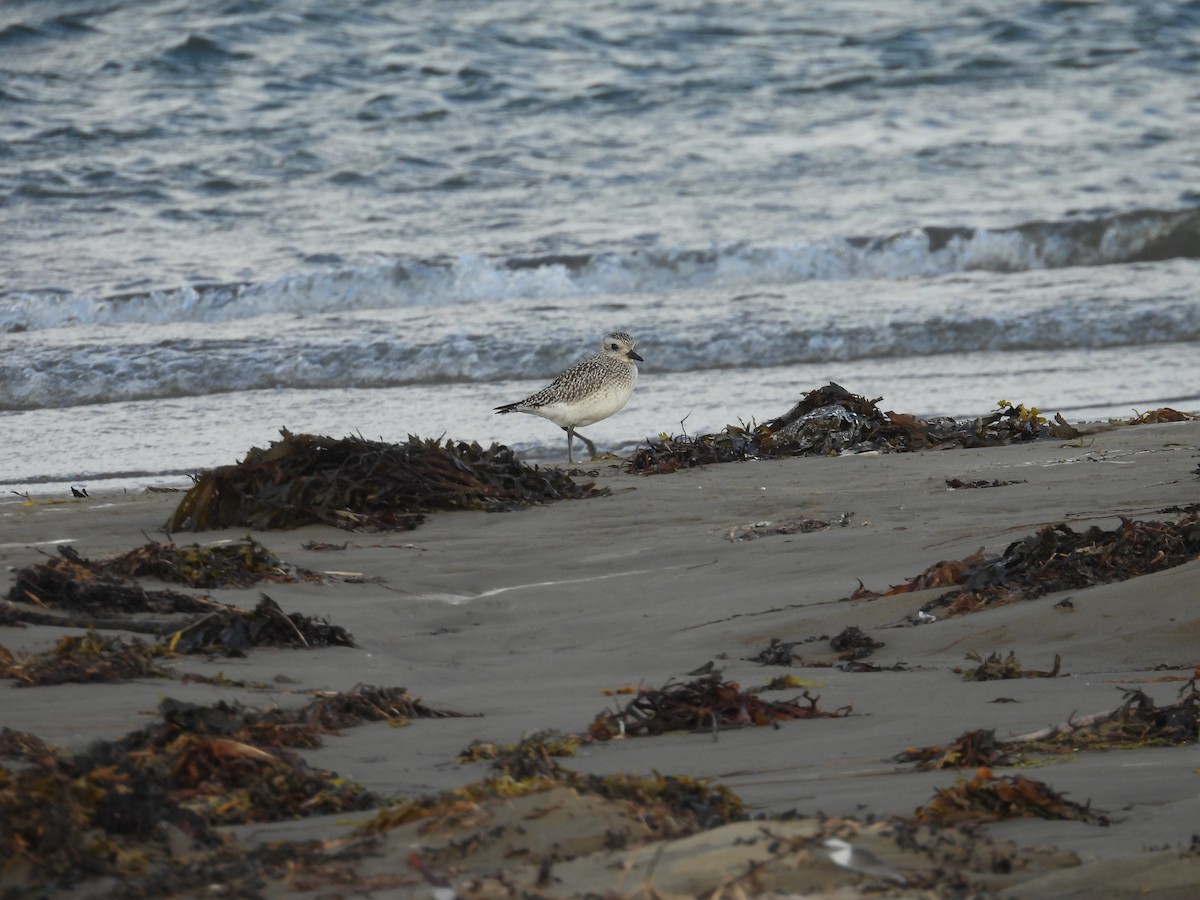 Black-bellied Plover - ML643902703