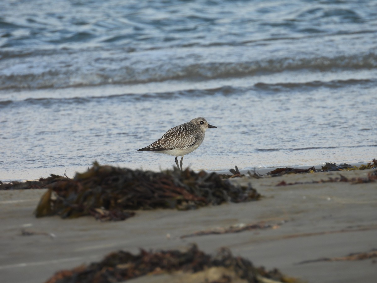 Black-bellied Plover - ML643902704