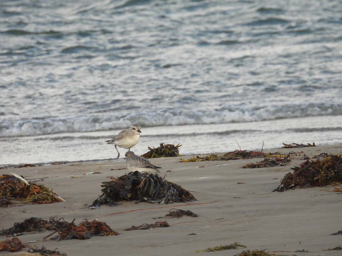 Black-bellied Plover - ML643902705