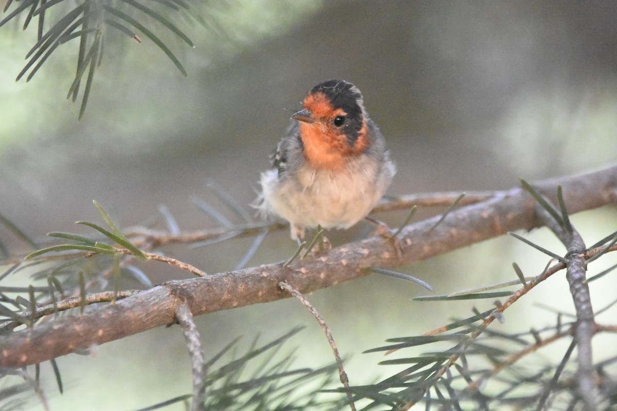 Red-faced Warbler - ML643902706