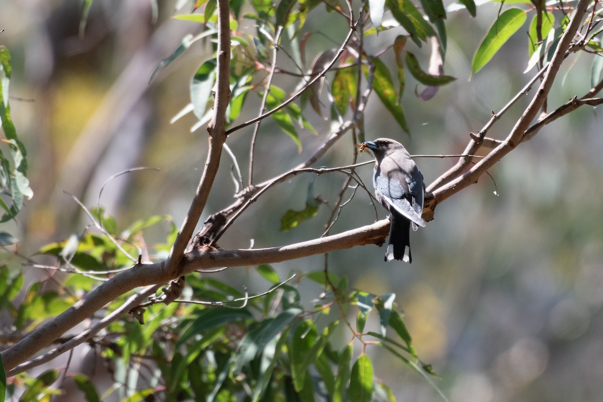 Dusky Woodswallow - ML643902709