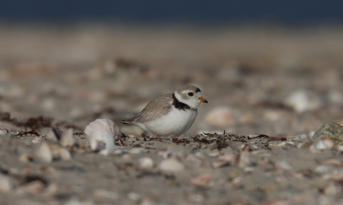 Piping Plover - ML643902741