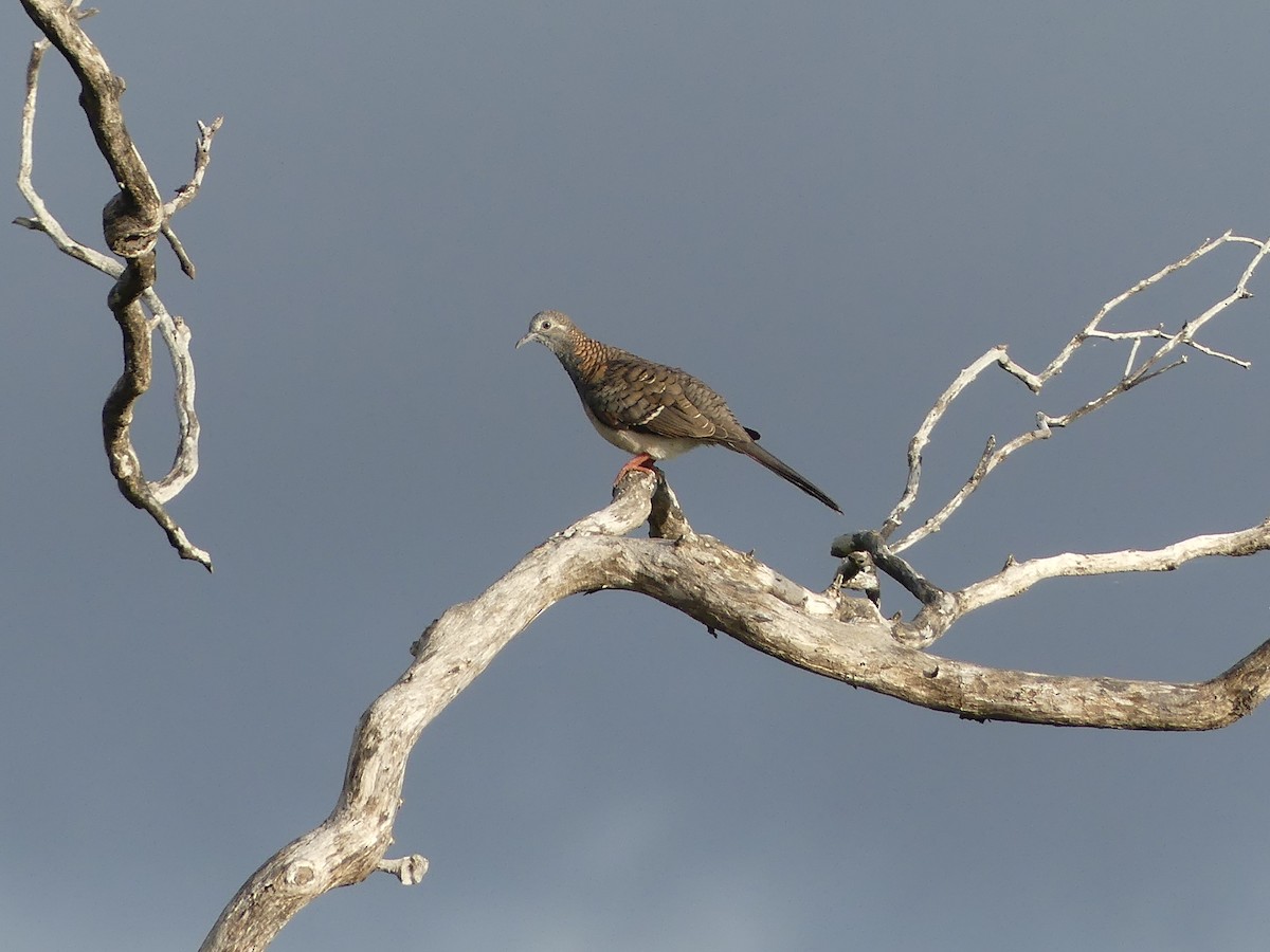 Bar-shouldered Dove - ML643902751