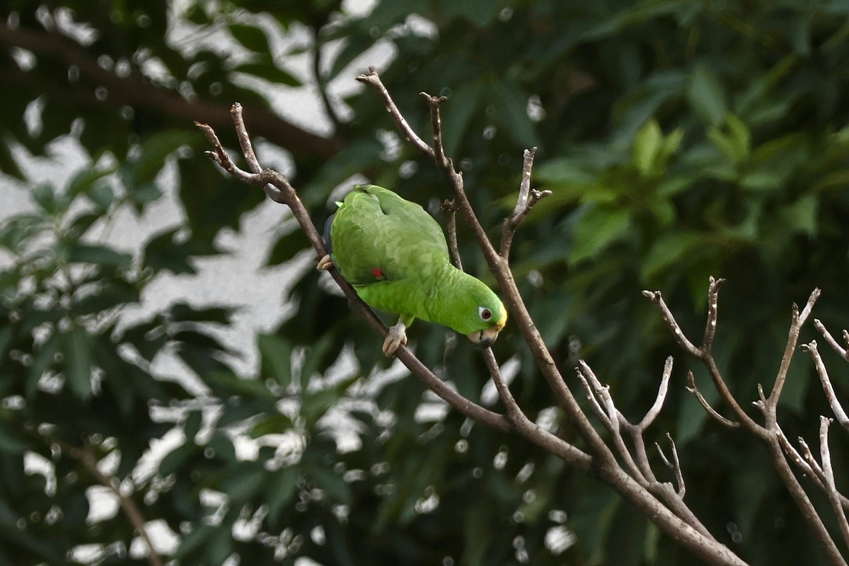 Yellow-crowned Amazon - ML643902767
