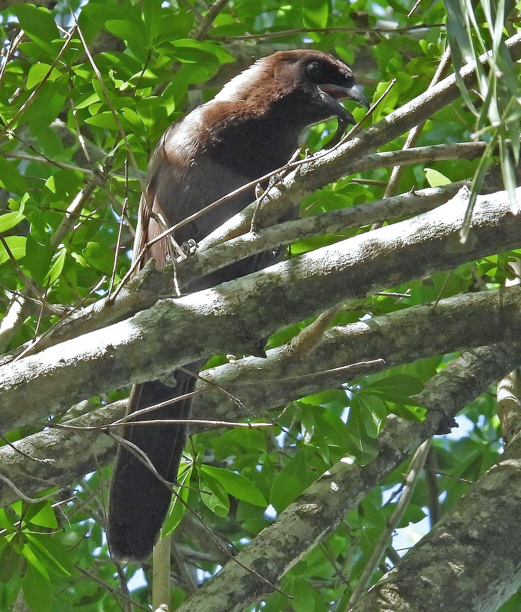 Purplish Jay - ML643902788