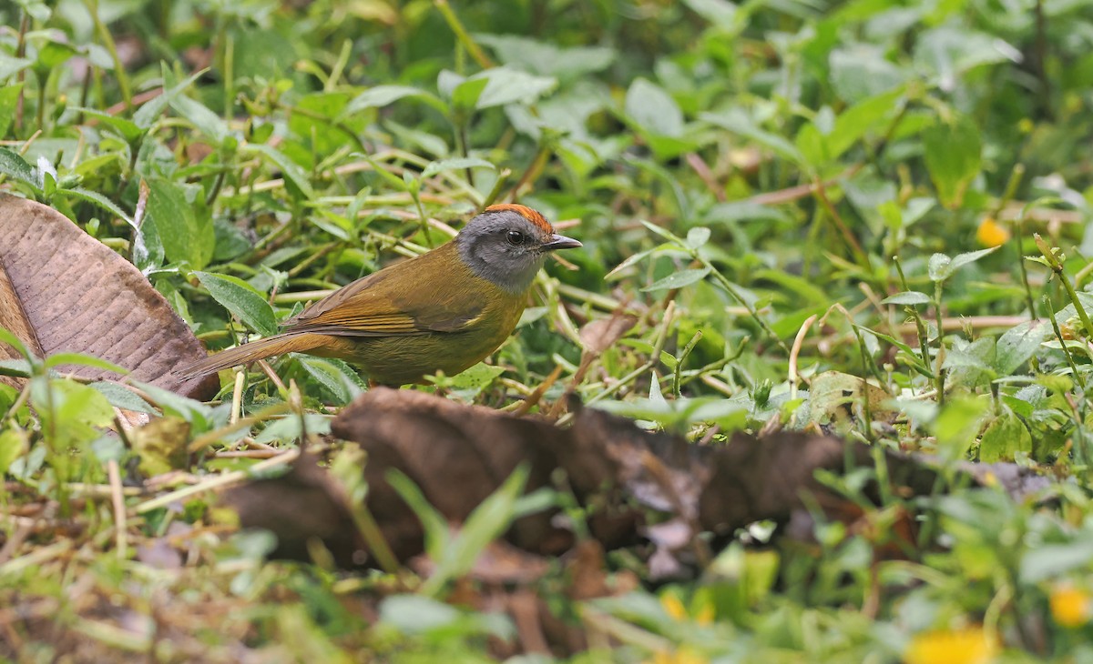 Paruline à diadème - ML643902794