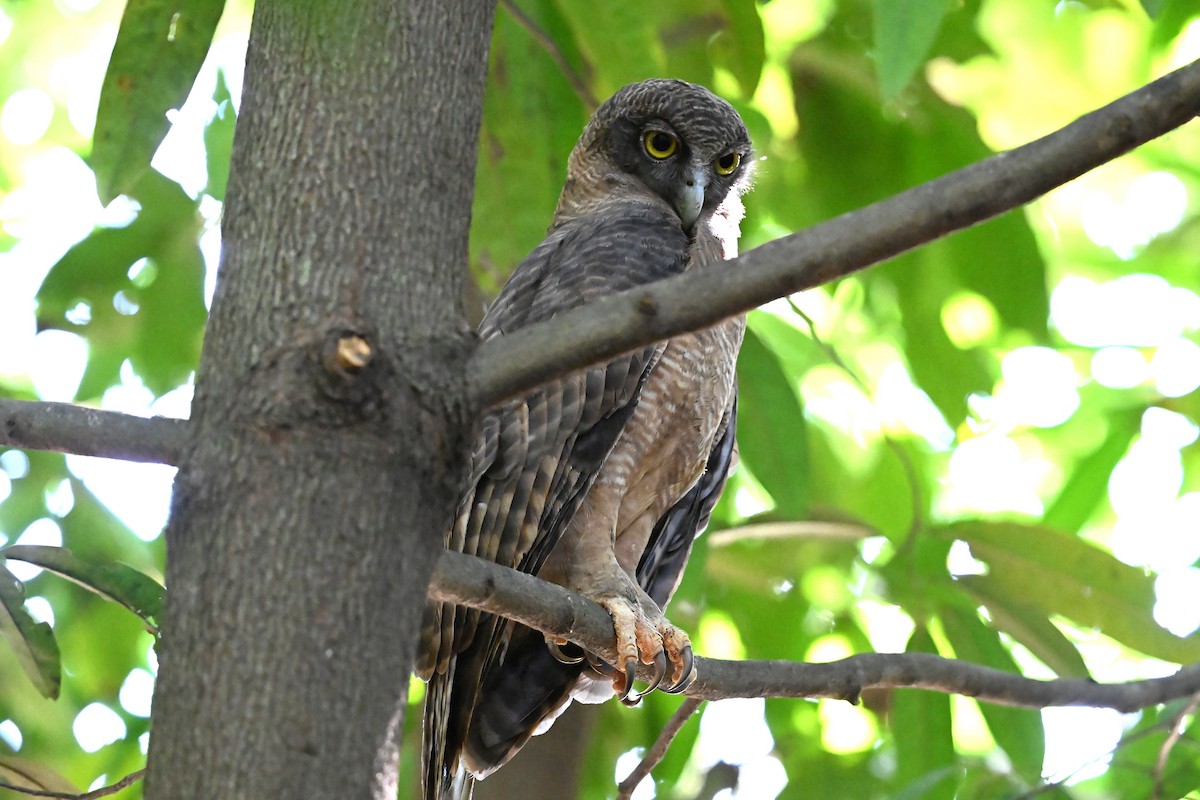Rufous Owl - ML643902798