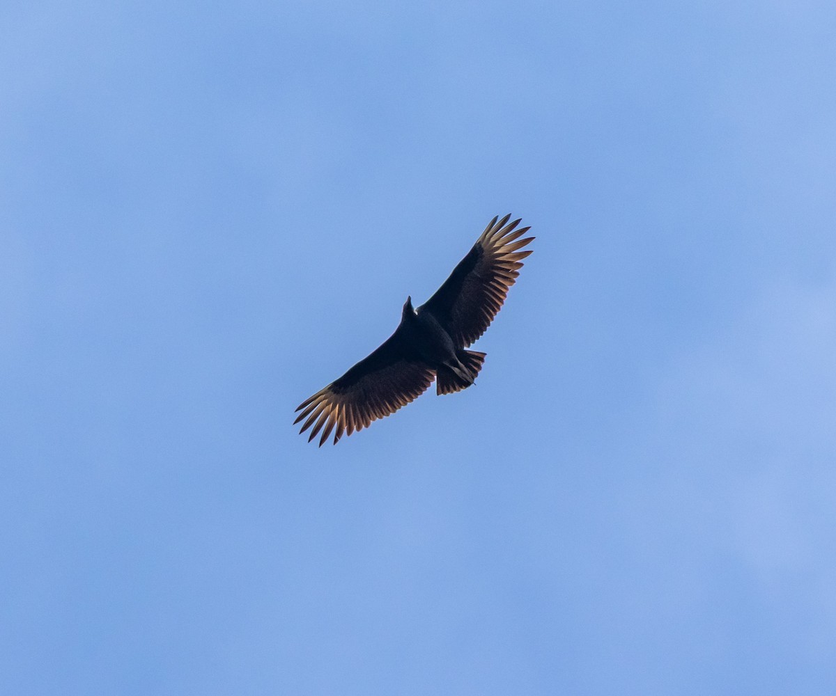 Урубу - ML643902807