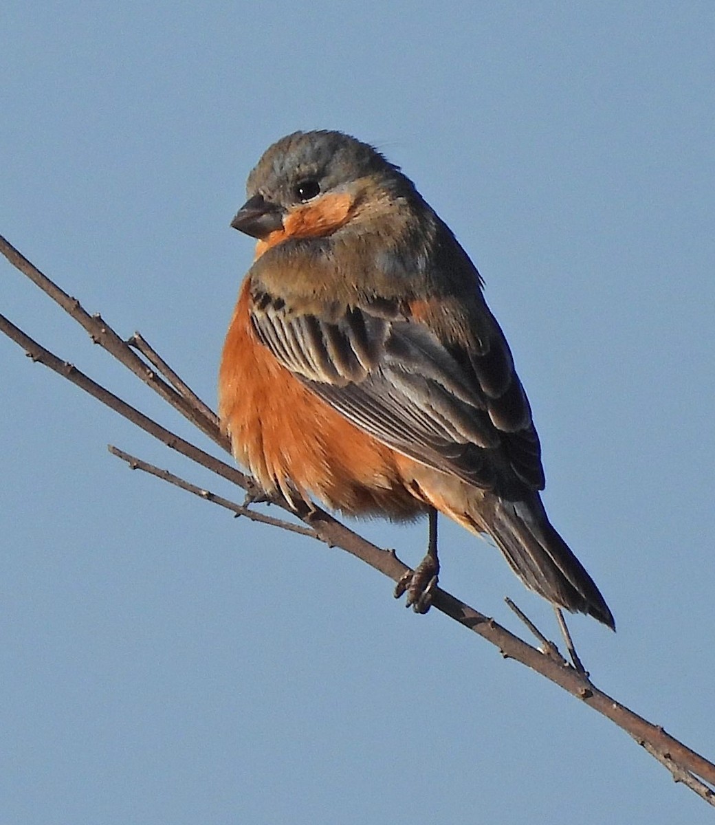 チャバラヒメウソ - ML643902810