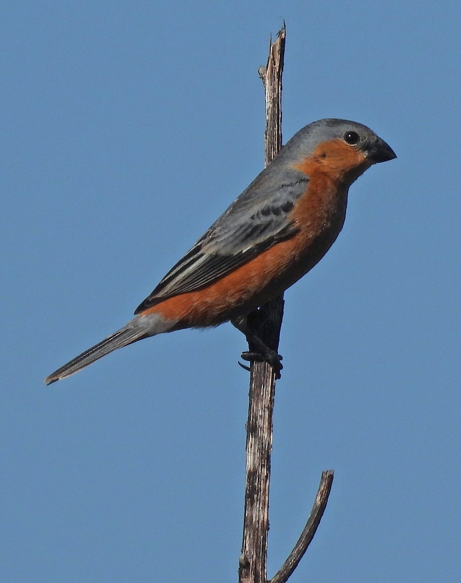 チャバラヒメウソ - ML643902811