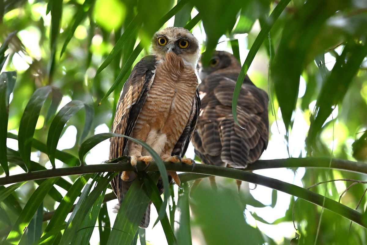 Rufous Owl - ML643902812