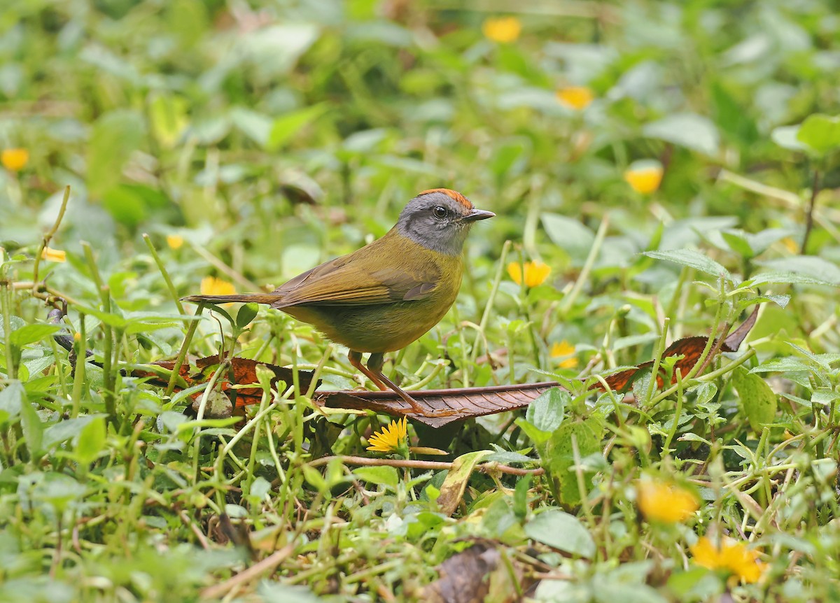 Paruline à diadème - ML643902814