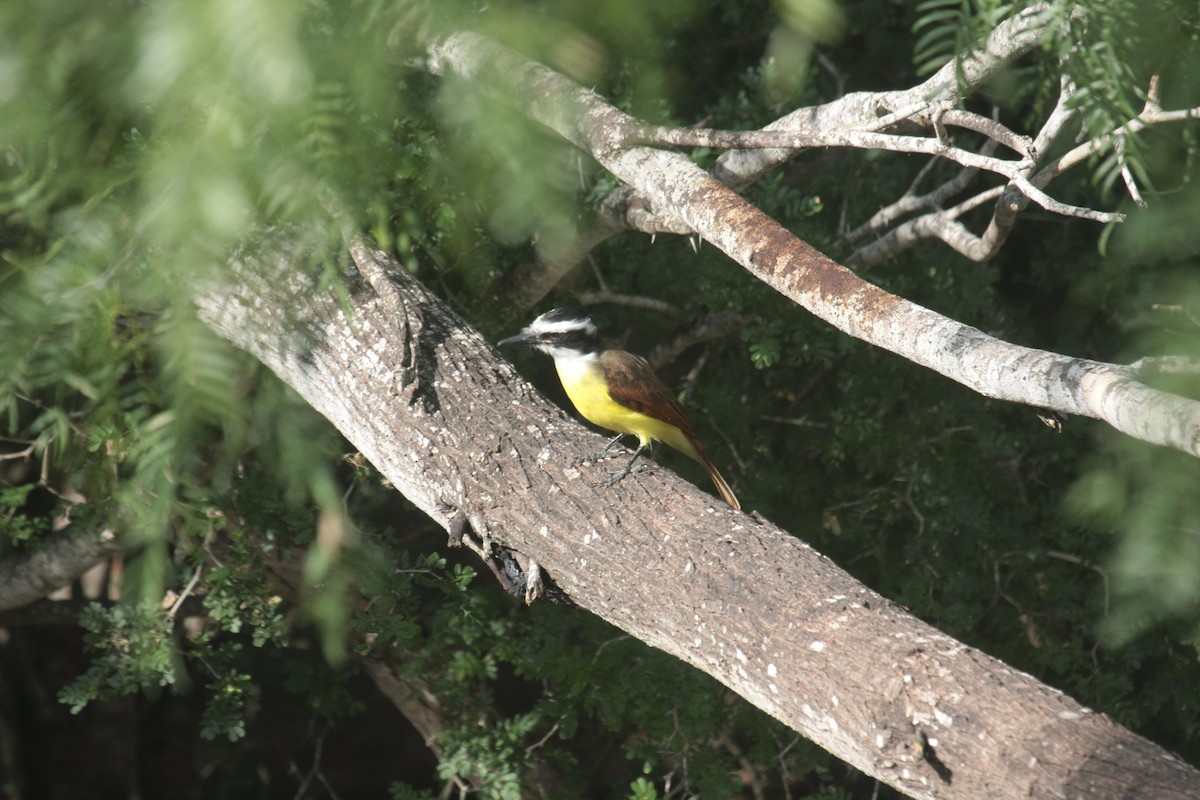 Great Kiskadee - ML643902830