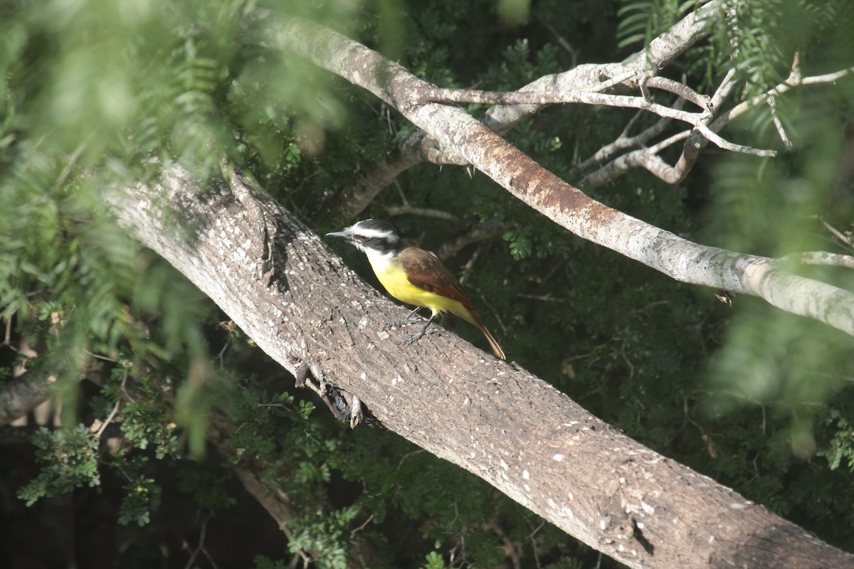 Great Kiskadee - ML643902832