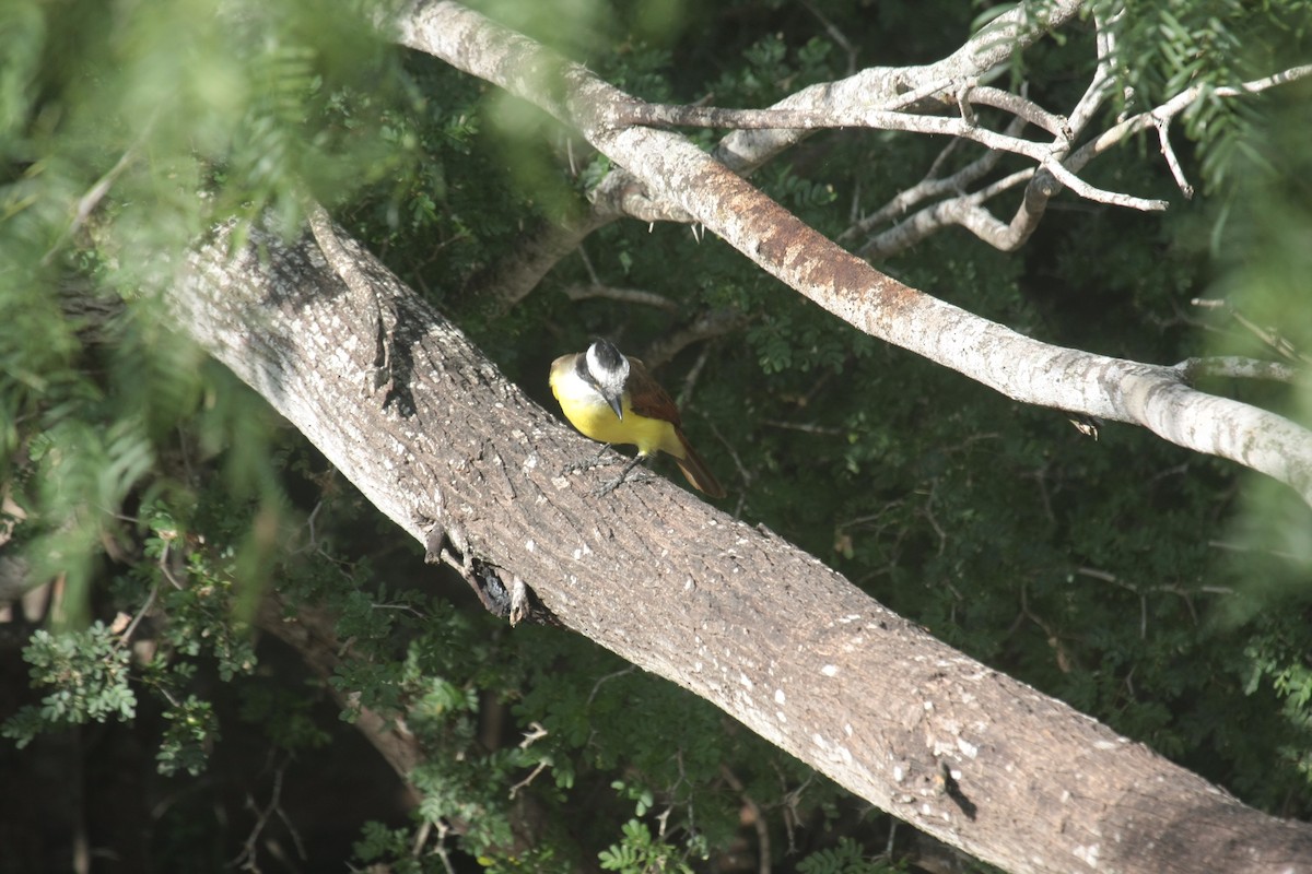 Great Kiskadee - ML643902833
