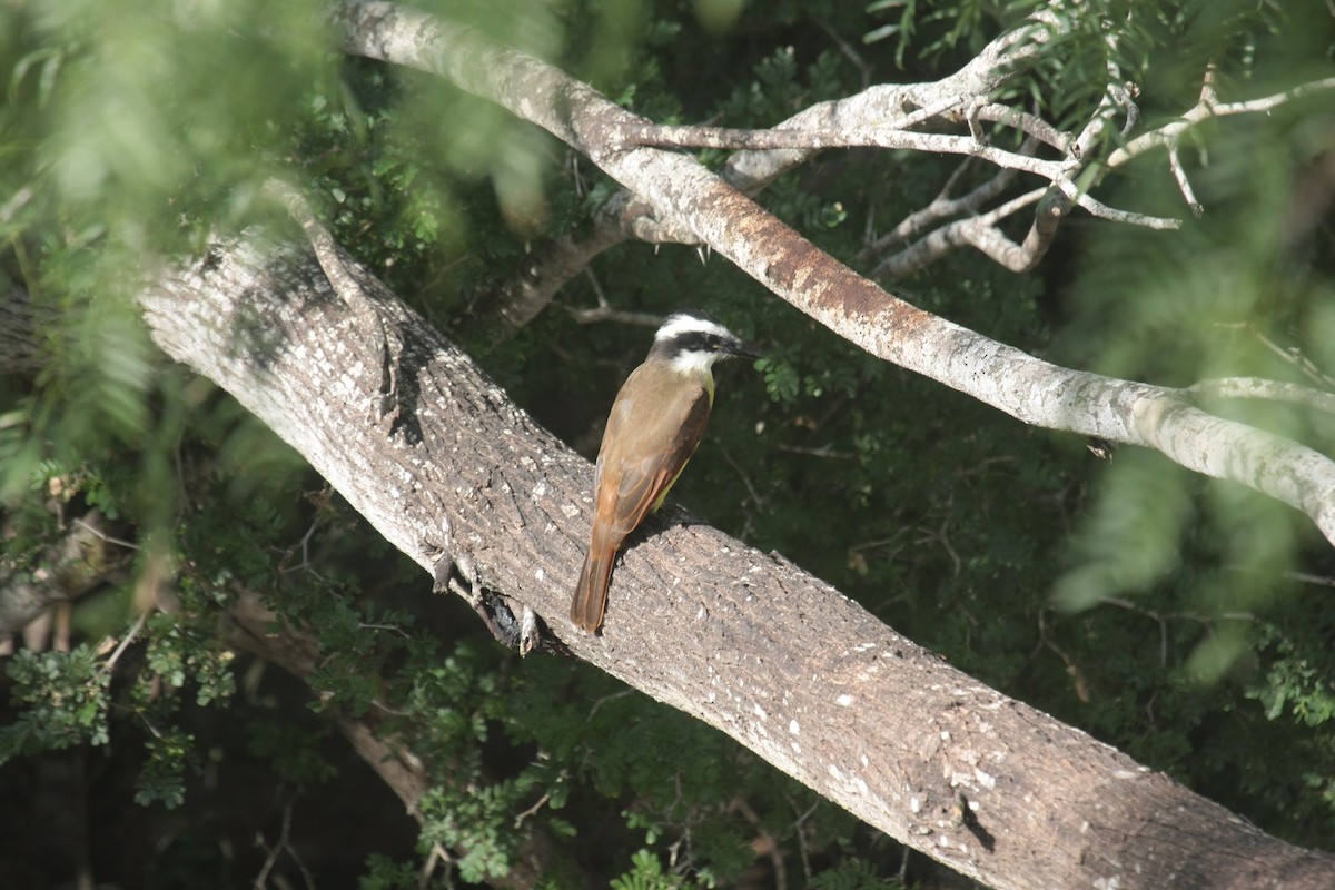 Great Kiskadee - ML643902834